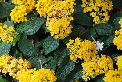 Syngenta Flowers, Inc.: Landscape Bandana® Lantana Yellow 