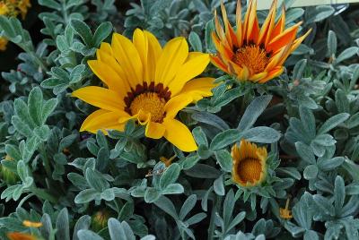 Kiss™ Gazania 'Frosty Mix'