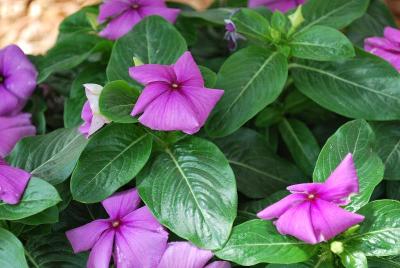 SunStorm® Catharanthus 'Purple'