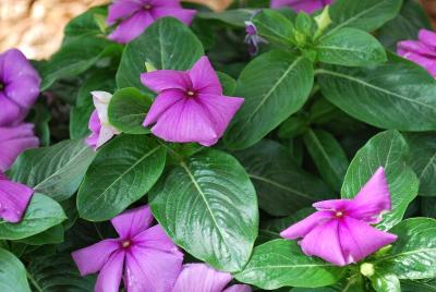 SunStorm® Catharanthus Purple 