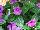 Syngenta Flowers, Inc.: Catharanthus  'Purple' 