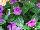 Syngenta Flowers, Inc.: Catharanthus  'Purple' 