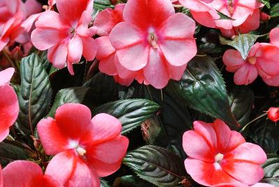 Florific™ New Guinea Impatiens 'Sweet Orange'