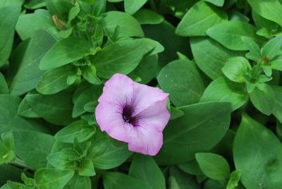 Ramblin'™ Petunia, spreading Amethyst 