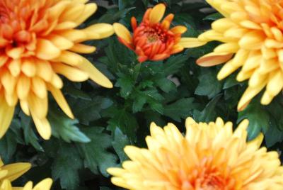 Newport™ Chrysanthemum, Pot Bronze 