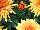 Syngenta Flowers, Inc.: Chrysanthemum, Pot  'Bronze' 