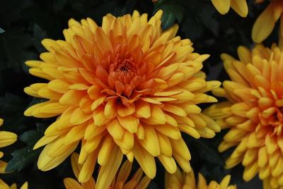 Newport™ Chrysanthemum, Pot 'Bronze'