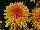 Syngenta Flowers, Inc.: Chrysanthemum, Pot  'Bronze' 