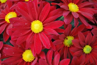 Outrageous™ Chrysanthemum, Pot 'Red'
