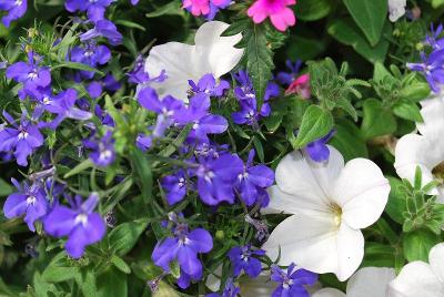 Kwik Kombos&trade; COMBO 'Rock 'n' Roll&trade; Mix'