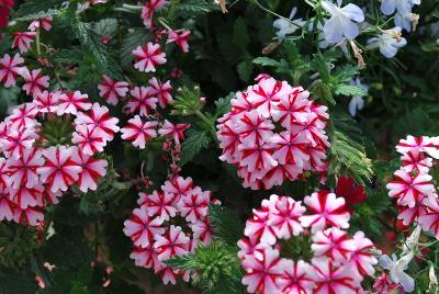 Kwik Kombos&trade; COMBO 'Cranberry Bliss&trade; Mix'