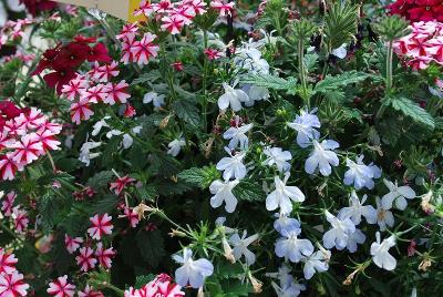 Kwik Kombos&trade; COMBO 'Cranberry Bliss&trade; Mix'