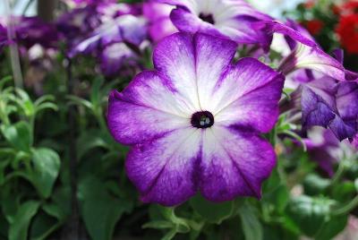 Syngenta Flowers, Inc.: Sanguna® Petunia Radiant Blue 