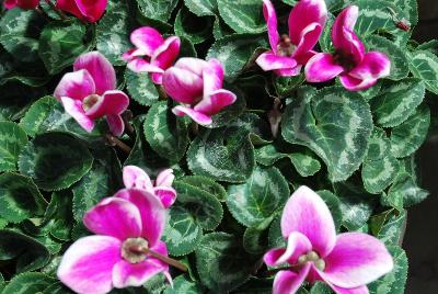 Laser™ Snowridge Cyclamen (intermediate) Purple 