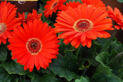Syngenta Flowers, Inc.: Bengal® Gerbera Orange with Eye 