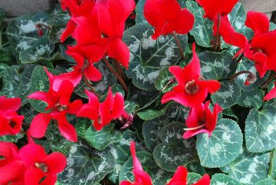 Laser Synchro™ Cyclamen (intermediate) Scarlet 