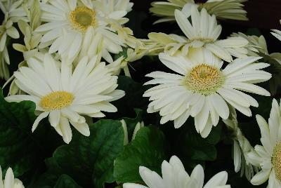 Syngenta Flowers, Inc.: Bengal® Gerbera White 