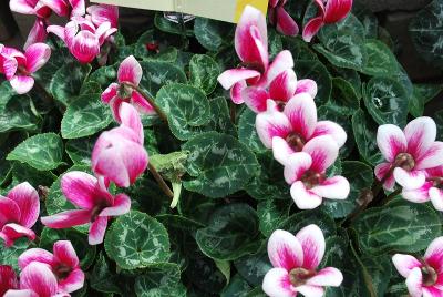 Laser™ Snowridge Cyclamen (intermediate) Wine 