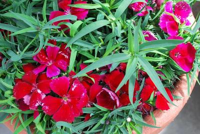 Venti Parfait™ Dianthus Crimson 