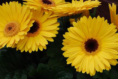Syngenta Flowers, Inc.: Bengal® Gerbera Yellow with Eye 