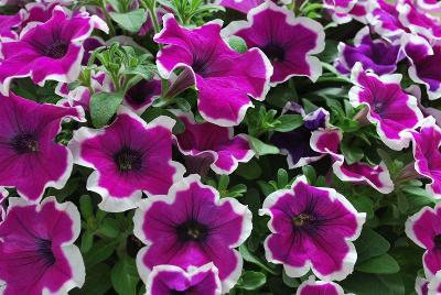 Sanguna® Petunia Picotee Punch 