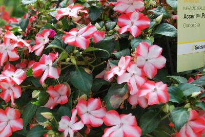 Accent™ Premium Impatiens Orange Star 