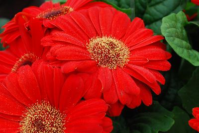 Syngenta Flowers, Inc.: Bengal® Gerbera Red with Eye 