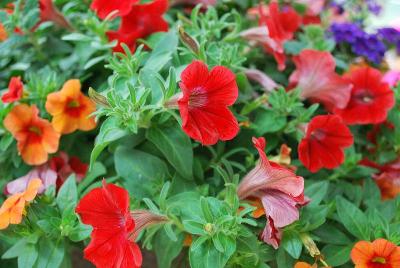 Kwik Kombos™ COMBO 'Southwestern Summer™ Mix'