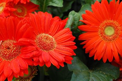 Syngenta Flowers, Inc.: Bengal® Gerbera Orange 