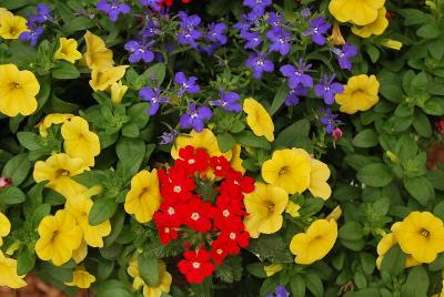 Kwik Kombos&trade; COMBO 'Primary Perfection&trade; Mix'