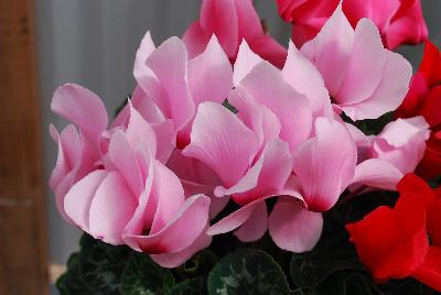 Syngenta Flowers, Inc.: Perfetto™ Cyclamen White 