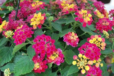 Bandana® Lantana 'Cherry'