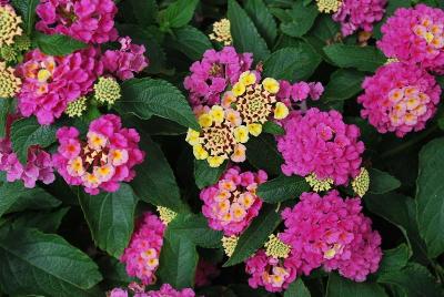 Syngenta Flowers, Inc.: Bandana® Lantana Pink 