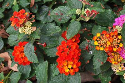 Landscape Bandana® Lantana Red 