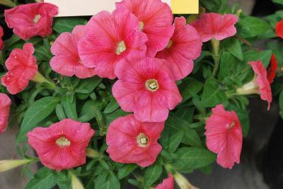 Sanguna® Patio Petunia Salmon 