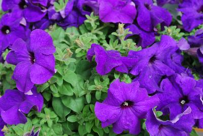 Syngenta Flowers, Inc.: TriTunia™ Petunia Blue 