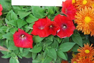 Syngenta Flowers, Inc.: Sanguna® Patio Petunia Red 
