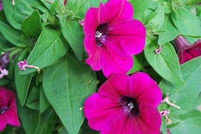 Syngenta Flowers, Inc.: Sanguna® Patio Petunia Purple 