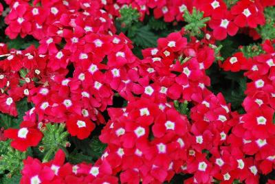 Syngenta Flowers, Inc.: Lanai® Upright Verbena Red with Eye 