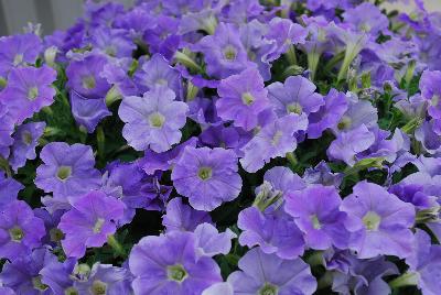 Syngenta Flowers, Inc.: Picobella™ Cascade Petunia Sky Blue 