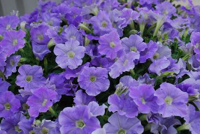 Picobella™ Cascade Petunia Sky Blue 