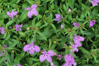 Techno&reg; Heat Upright Lobelia 'Purple'