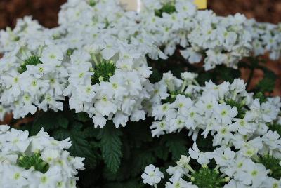 Syngenta Flowers, Inc.: Lanai® Verbena White 