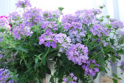 Syngenta Flowers, Inc.: Lanai® Verbena Blue Eyes 