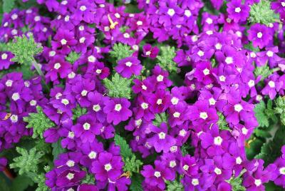 Syngenta Flowers, Inc.: Lanai® Upright Verbena Purple with Eye 