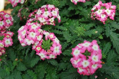 Syngenta Flowers, Inc.: Lanai® Upright Verbena Pink with Eye 