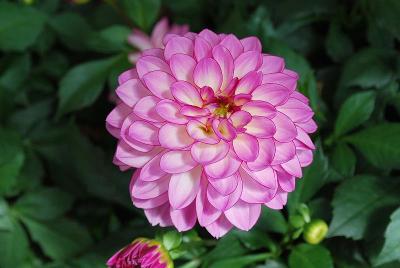 Grandahlia™ Dahlia Pink