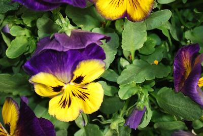 Karma&trade; Pansy 'Blue Sun'