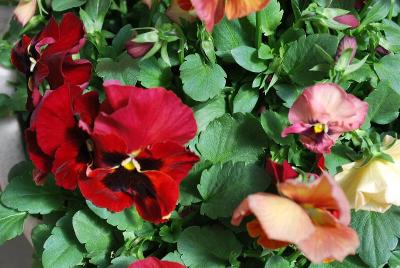 Syngenta Flowers, Inc.: Mariposa™ Pansy Peach Shades 