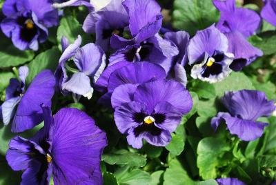 Syngenta Flowers, Inc.: Mariposa™ Pansy Blue with Blotch 